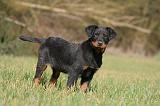 BEAUCERON - PUPPIES 384